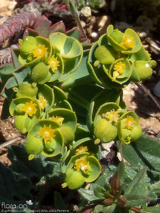 Euphorbia portlandica - Fruto | Ana Júlia Pereira; CC BY-NC 4.0