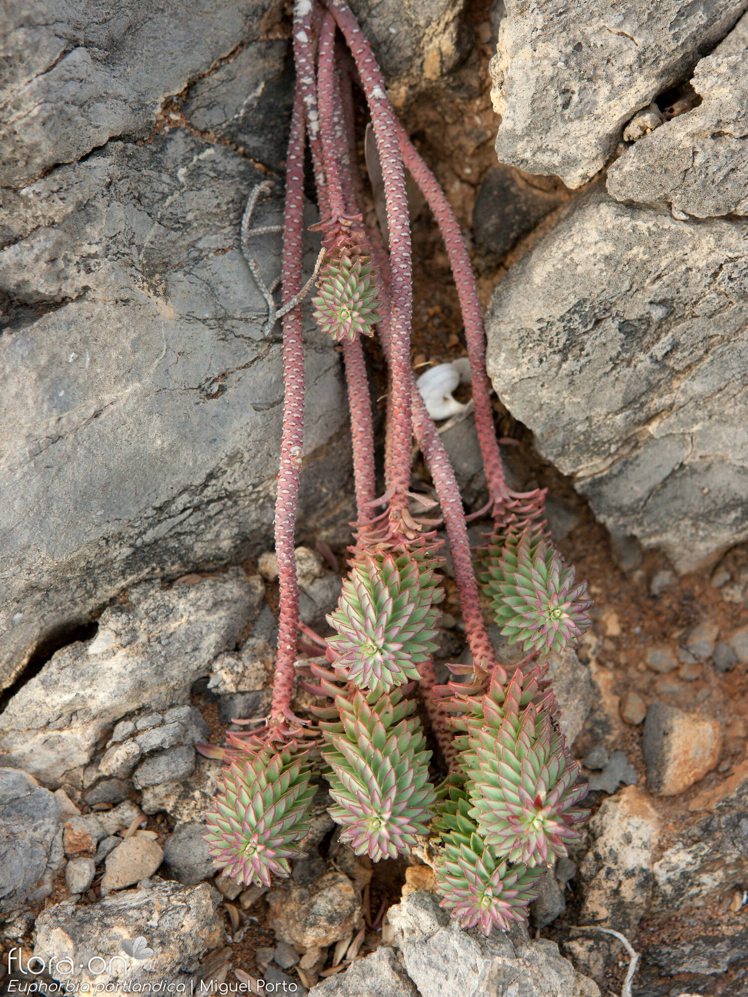 Euphorbia portlandica - Hábito | Miguel Porto; CC BY-NC 4.0
