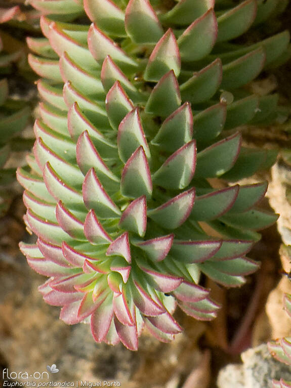 Euphorbia portlandica - Folha | Miguel Porto; CC BY-NC 4.0