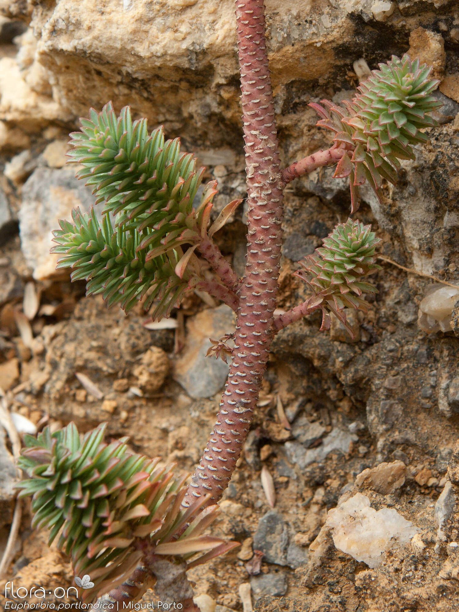 Euphorbia portlandica - Caule | Miguel Porto; CC BY-NC 4.0