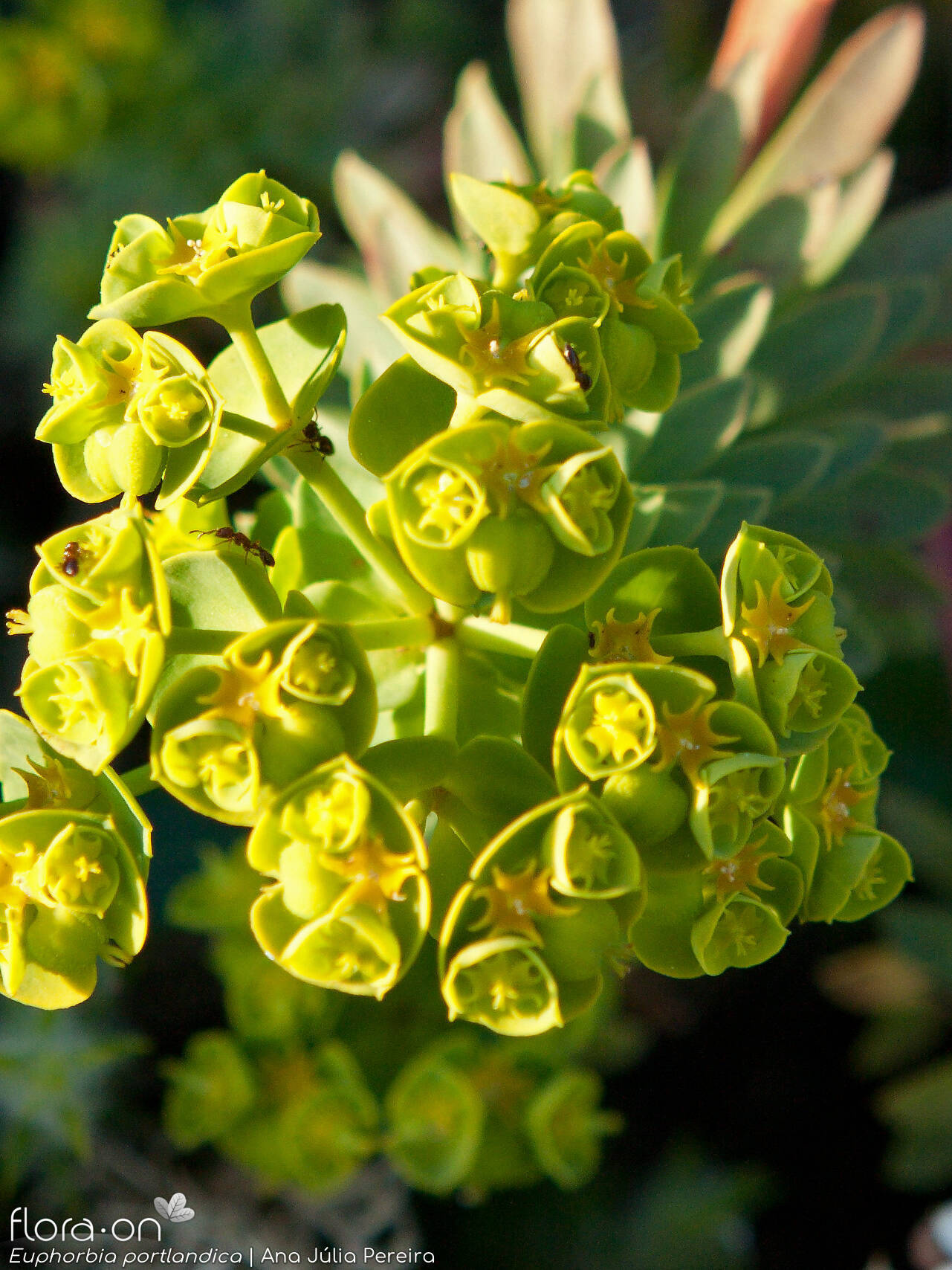 Euphorbia portlandica - Flor (geral) | Ana Júlia Pereira; CC BY-NC 4.0