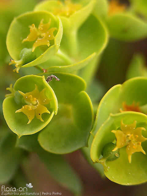 Euphorbia portlandica - Flor (close-up) | Pedro Pinho; CC BY-NC 4.0