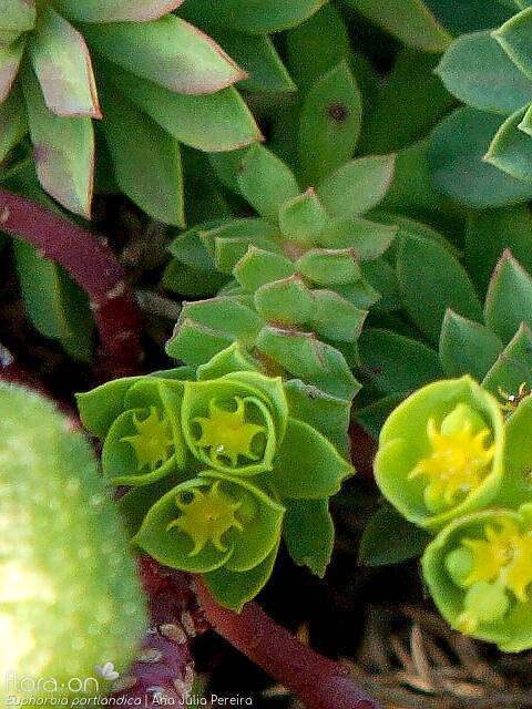Euphorbia portlandica - Flor (geral) | Ana Júlia Pereira; CC BY-NC 4.0
