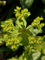 Euphorbia pterococca