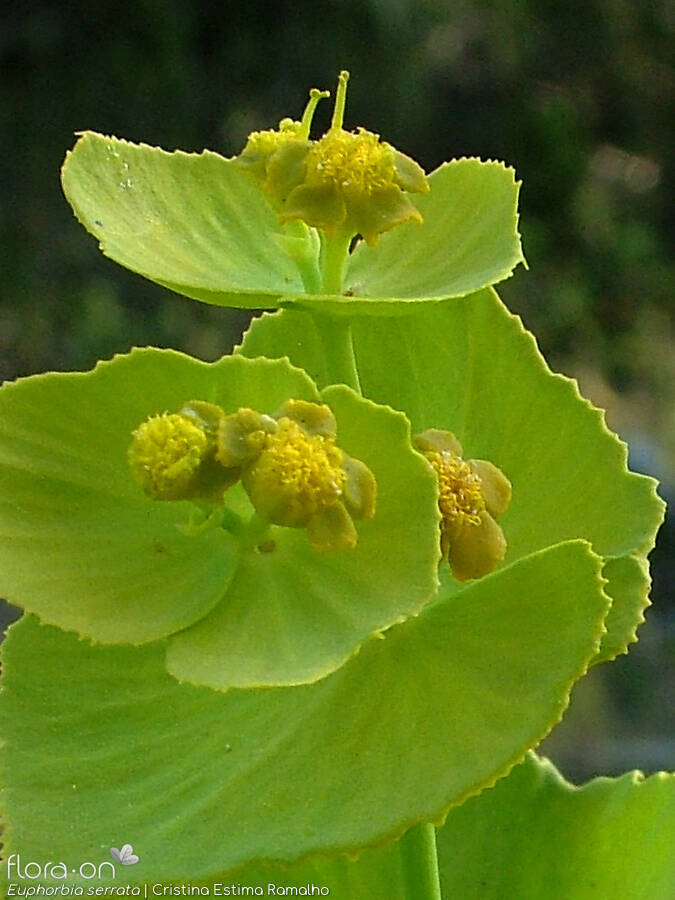 Euphorbia serrata - Flor (close-up) | Cristina Estima Ramalho; CC BY-NC 4.0