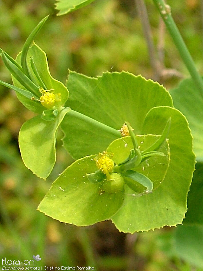 Euphorbia serrata - Bráctea | Cristina Estima Ramalho; CC BY-NC 4.0