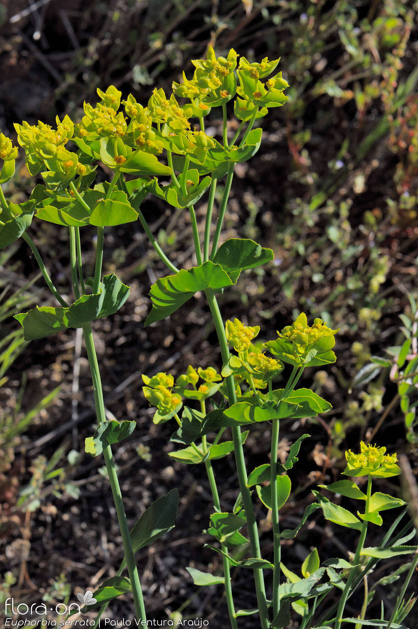 Euphorbia serrata - Hábito | Paulo Ventura Araújo; CC BY-NC 4.0