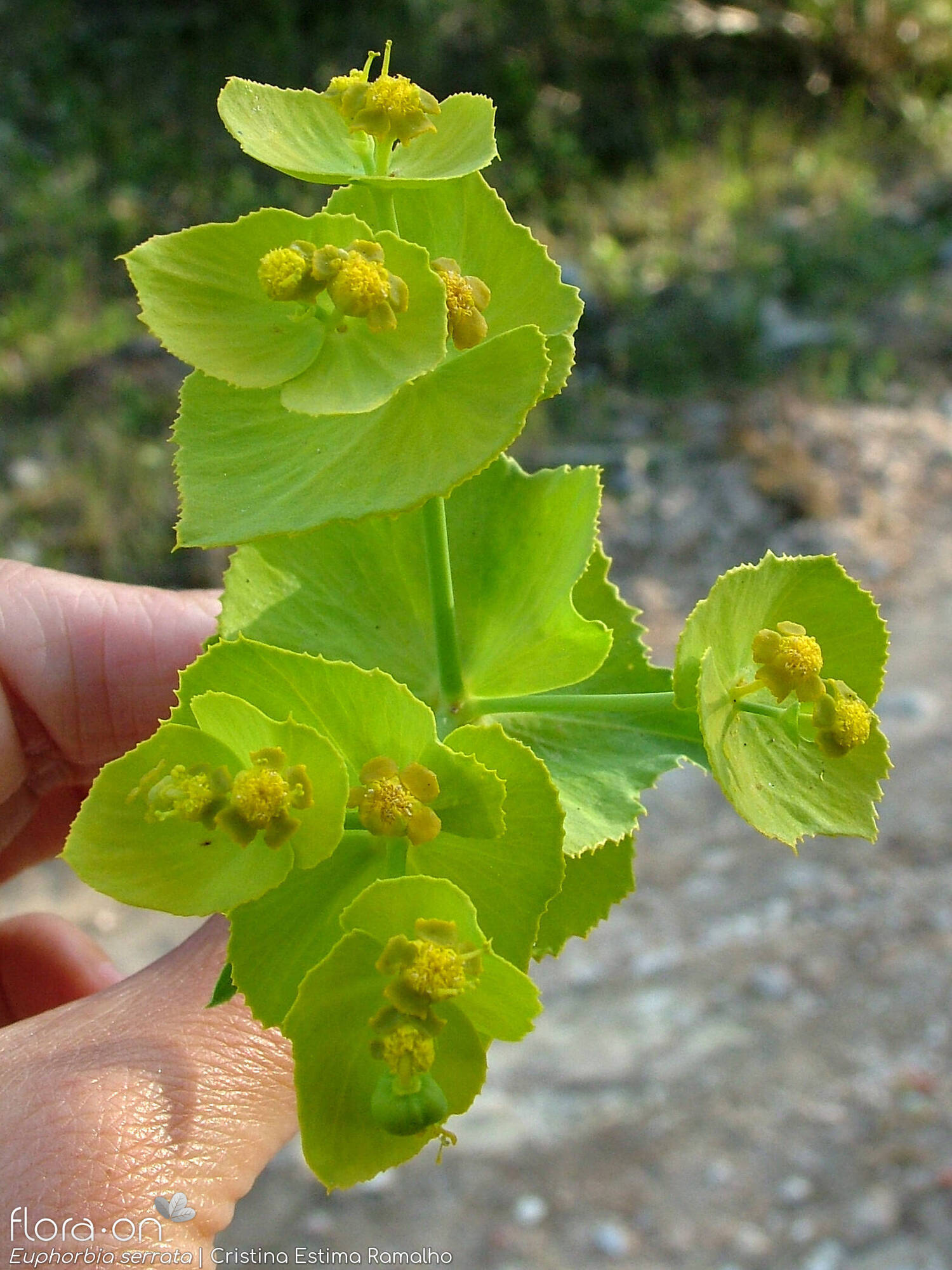 Euphorbia serrata - Flor (geral) | Cristina Estima Ramalho; CC BY-NC 4.0