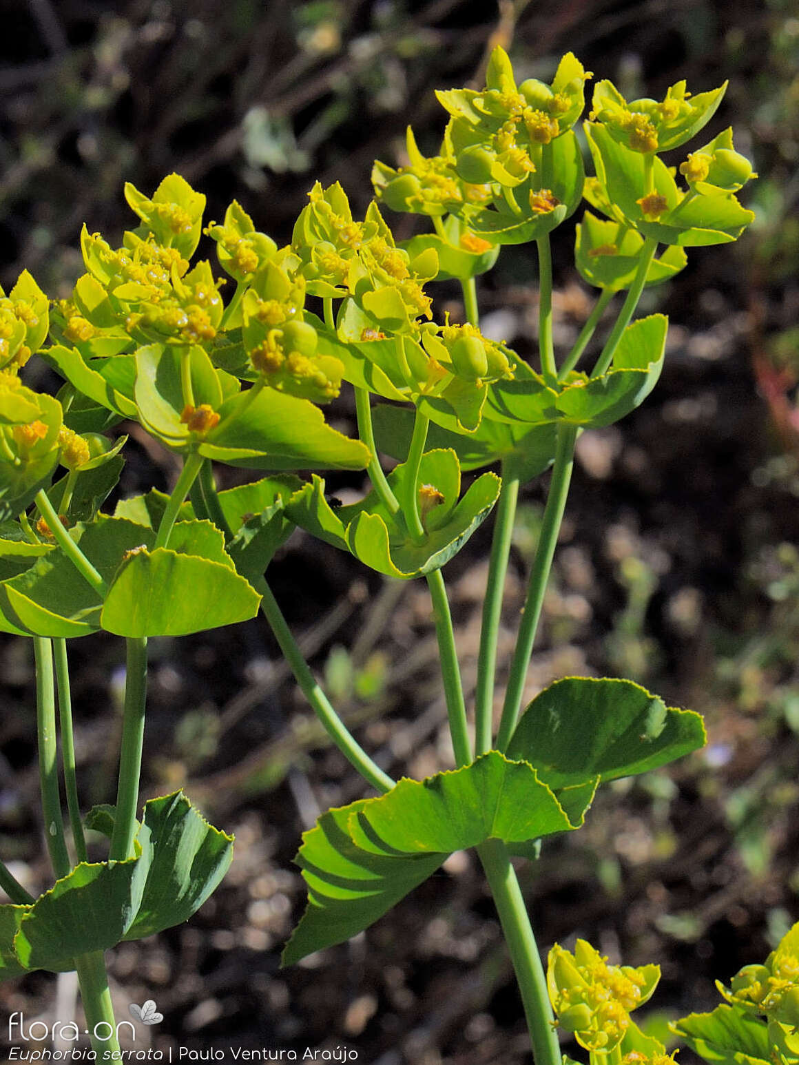Euphorbia serrata - Flor (geral) | Paulo Ventura Araújo; CC BY-NC 4.0