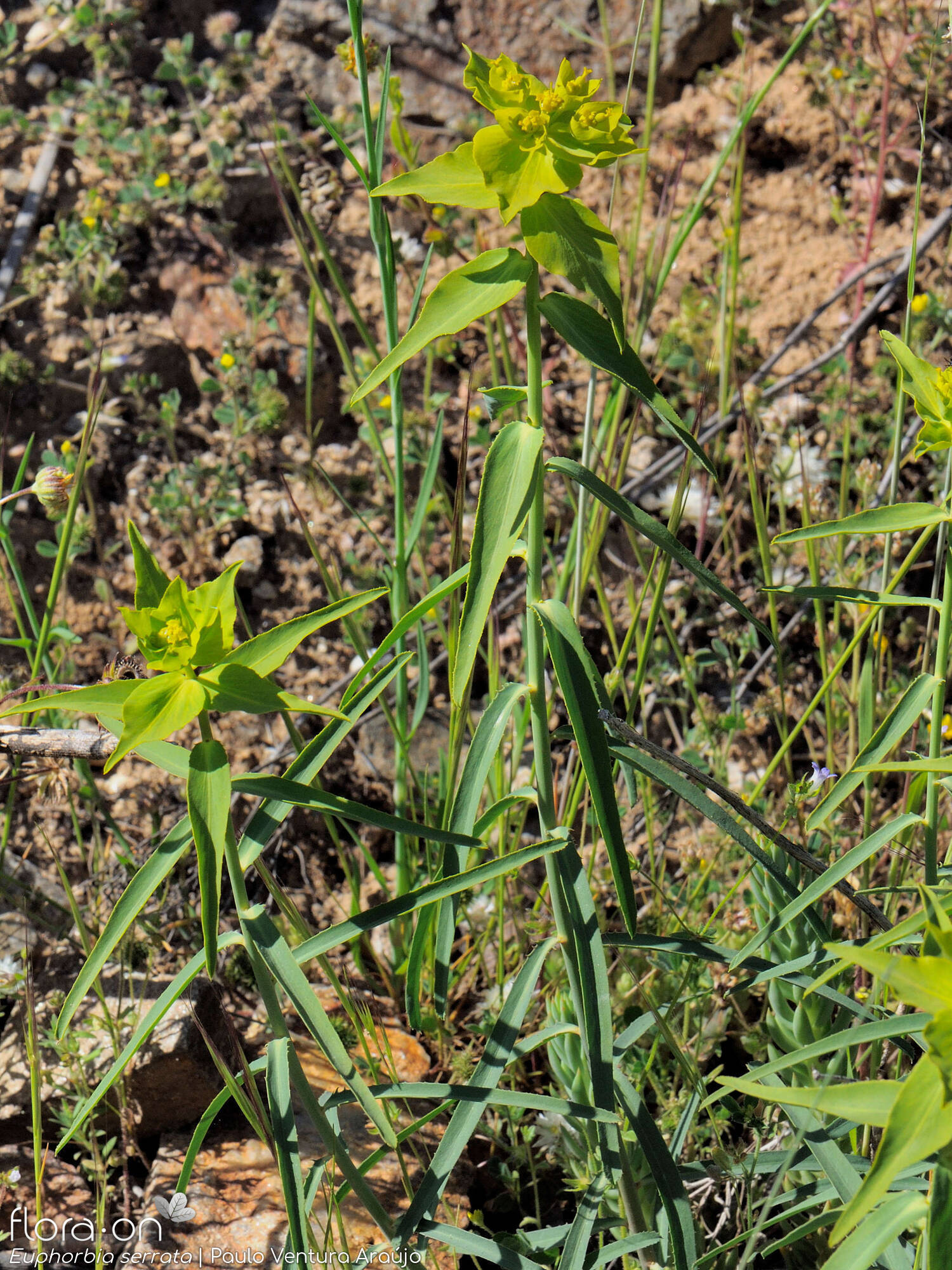 Euphorbia serrata - Hábito | Paulo Ventura Araújo; CC BY-NC 4.0