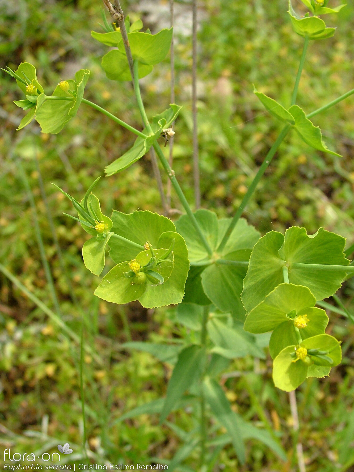 Euphorbia serrata - Hábito | Cristina Estima Ramalho; CC BY-NC 4.0