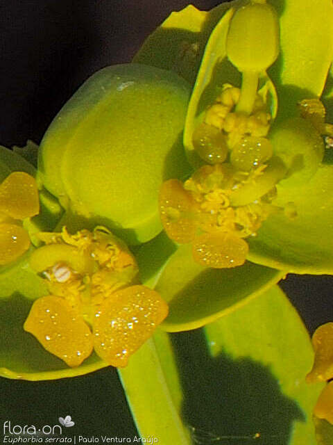Euphorbia serrata - Flor (close-up) | Paulo Ventura Araújo; CC BY-NC 4.0