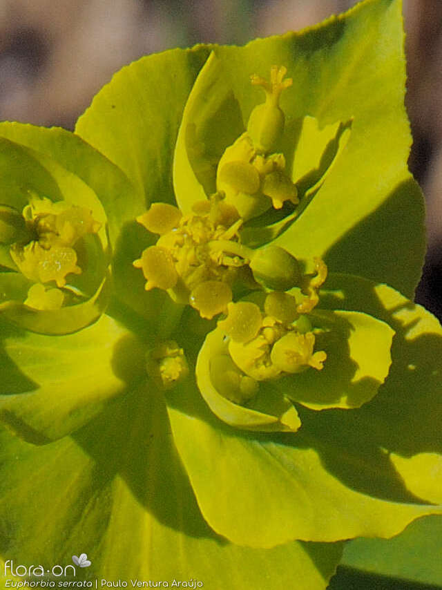 Euphorbia serrata - Flor (close-up) | Paulo Ventura Araújo; CC BY-NC 4.0
