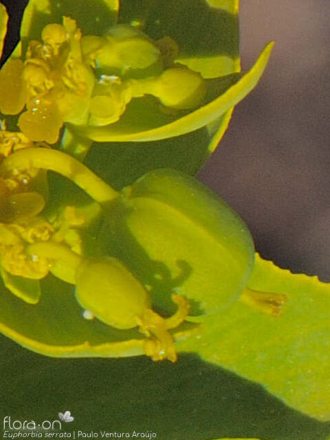 Euphorbia serrata - Fruto | Paulo Ventura Araújo; CC BY-NC 4.0