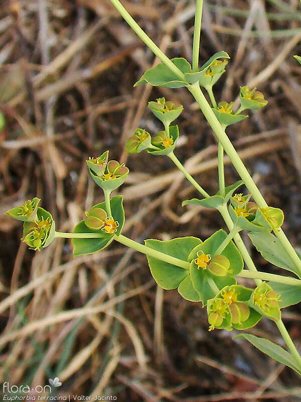 Euphorbia terracina - Flor (geral) | Valter Jacinto; CC BY-NC 4.0