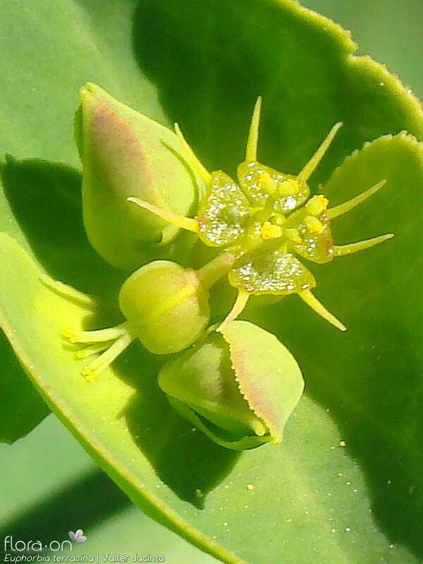 Euphorbia terracina - Flor (close-up) | Valter Jacinto; CC BY-NC 4.0