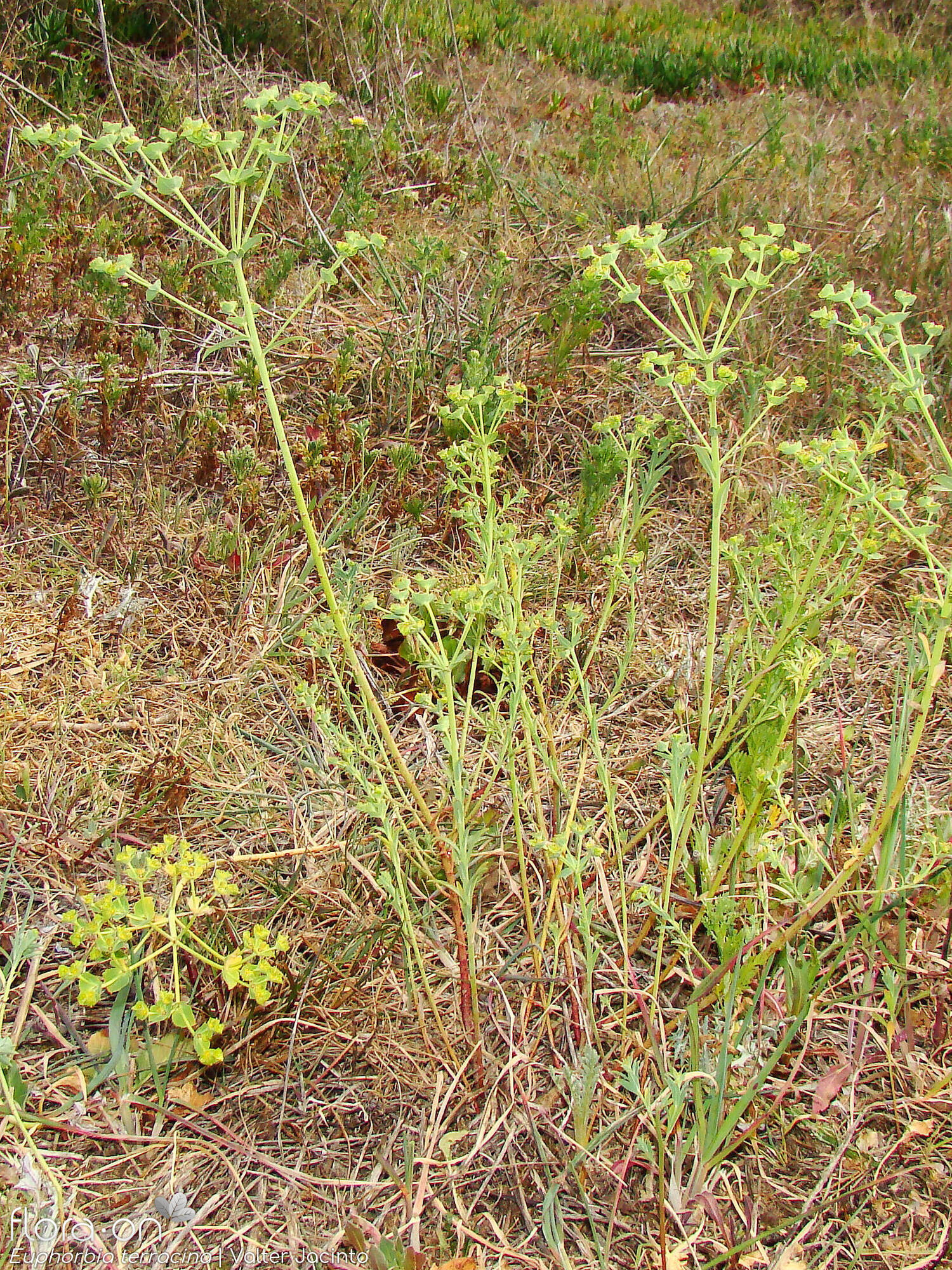 Euphorbia terracina - Hábito | Valter Jacinto; CC BY-NC 4.0