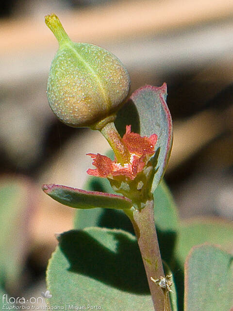 Euphorbia transtagana - Fruto | Miguel Porto; CC BY-NC 4.0