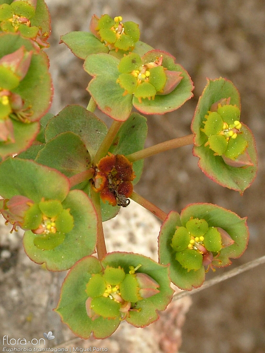 Euphorbia transtagana - Flor (geral) | Miguel Porto; CC BY-NC 4.0