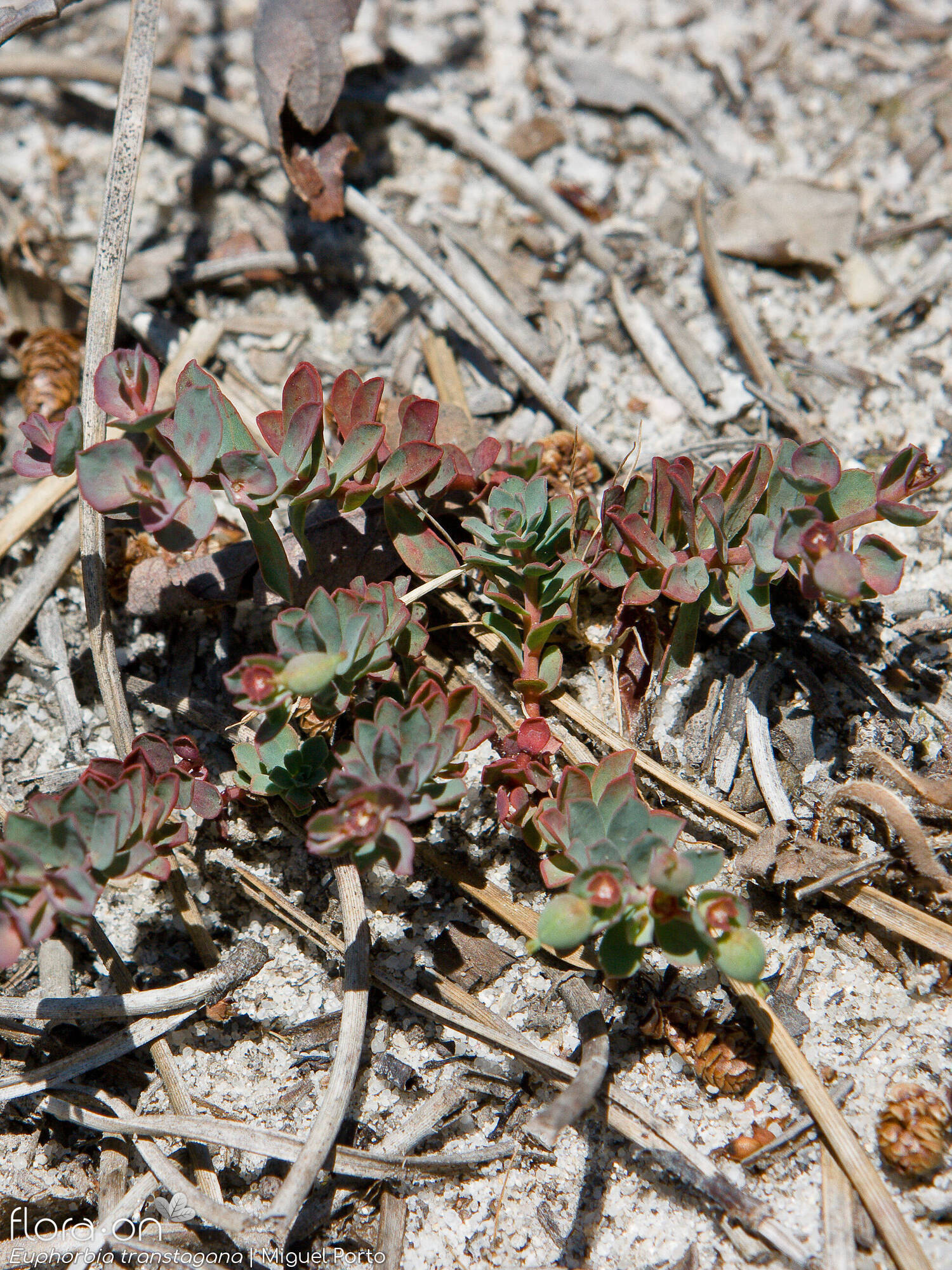 Euphorbia transtagana - Hábito | Miguel Porto; CC BY-NC 4.0