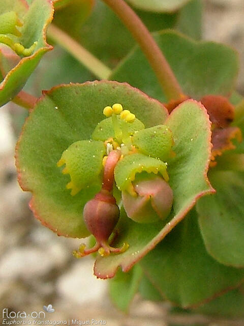 Euphorbia transtagana - Flor (close-up) | Miguel Porto; CC BY-NC 4.0