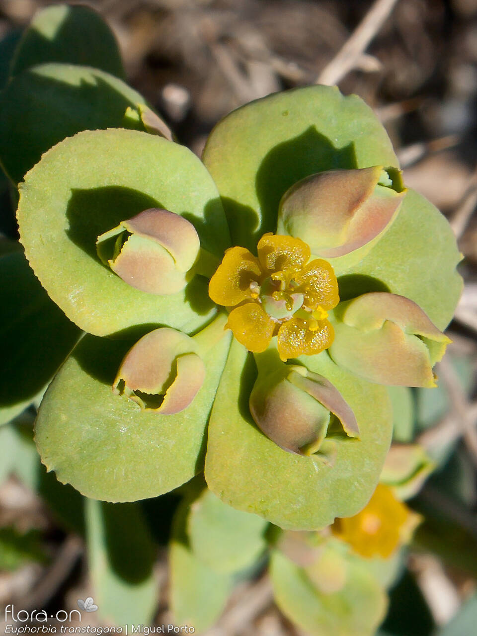 Euphorbia transtagana - Bráctea | Miguel Porto; CC BY-NC 4.0