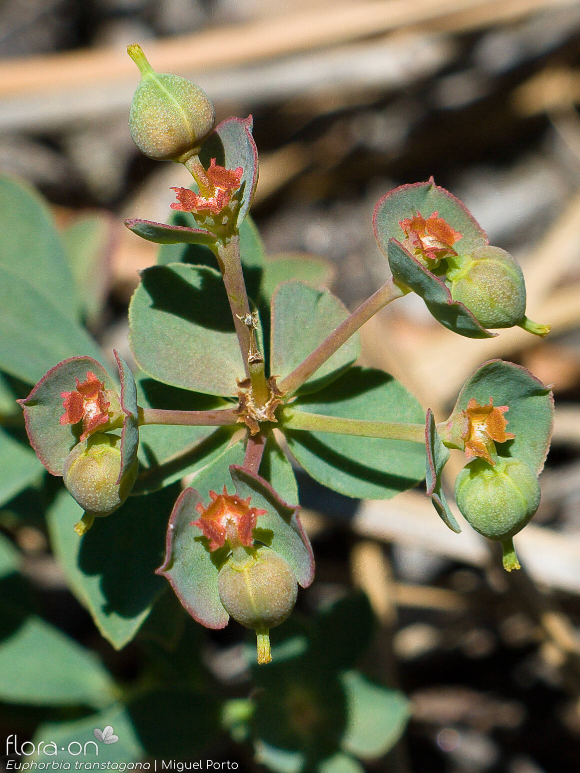 Euphorbia transtagana - Flor (geral) | Miguel Porto; CC BY-NC 4.0