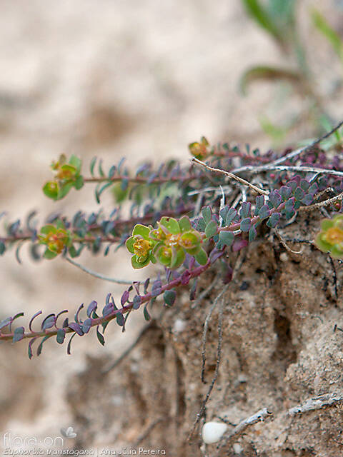Euphorbia transtagana - Hábito | Ana Júlia Pereira; CC BY-NC 4.0