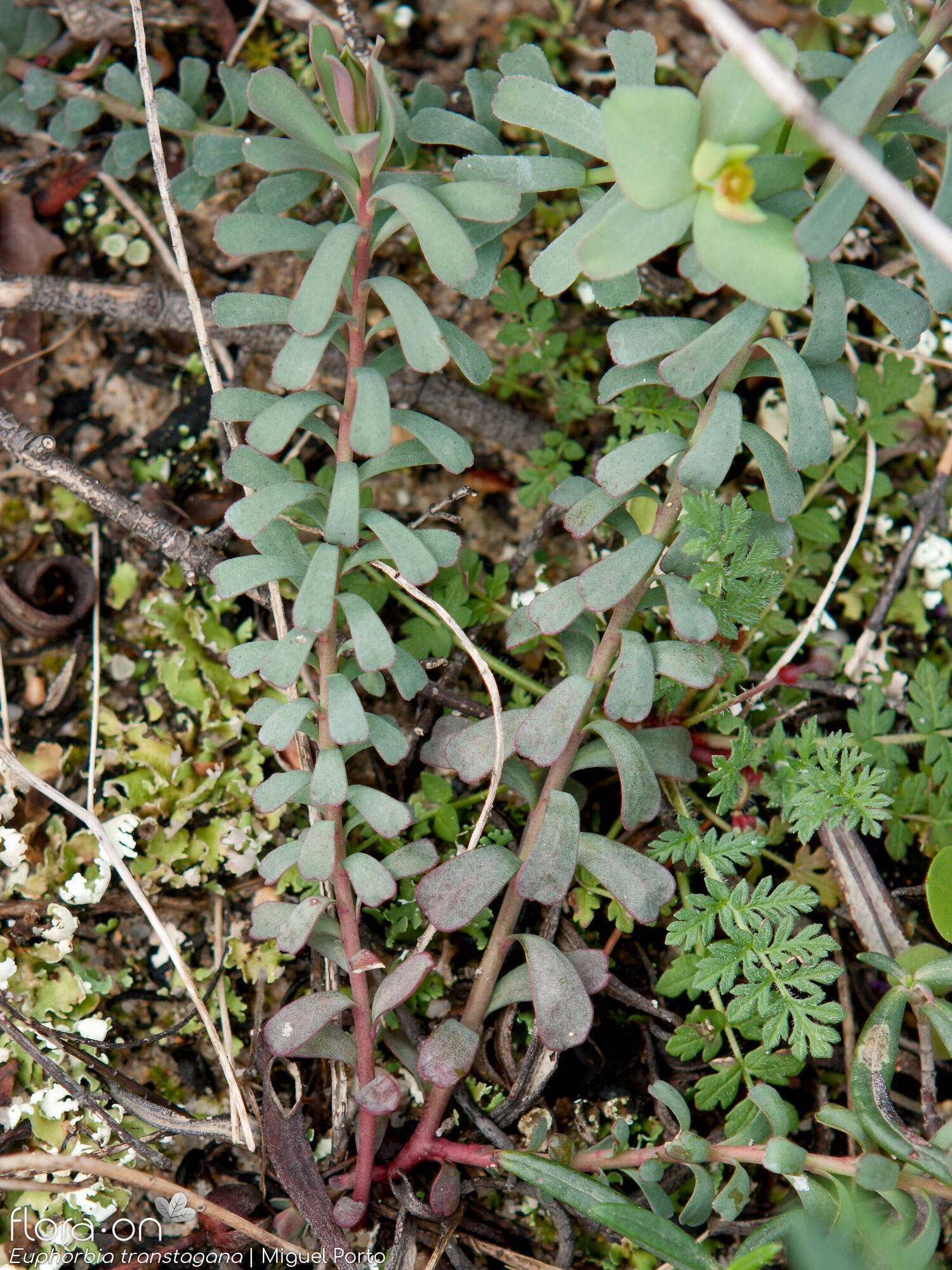 Euphorbia transtagana - Hábito | Miguel Porto; CC BY-NC 4.0