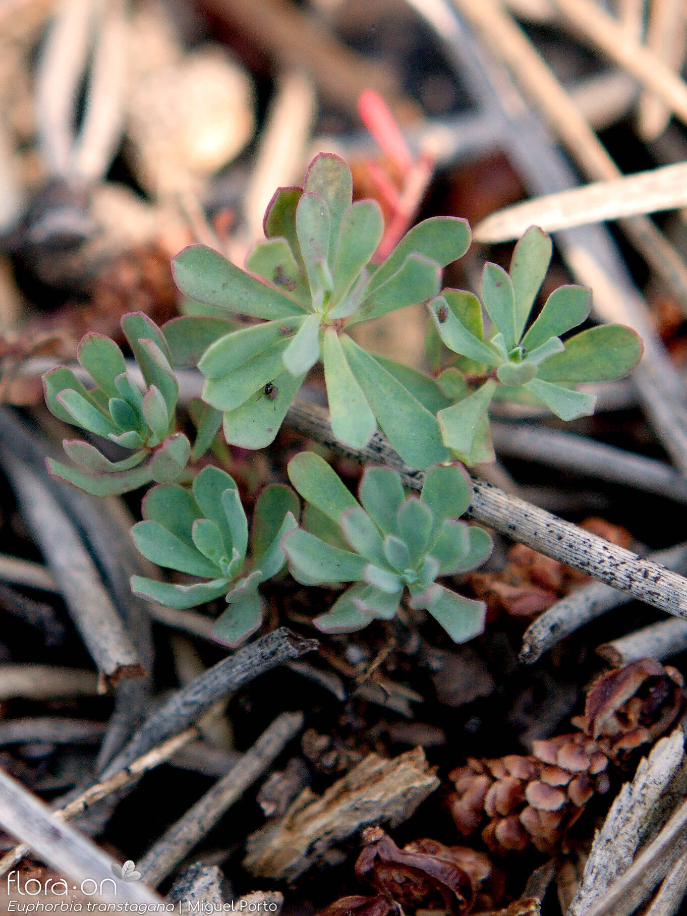 Euphorbia transtagana - Folha | Miguel Porto; CC BY-NC 4.0