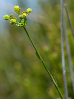 Euphorbia uliginosa