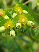 Euphorbia vincentina