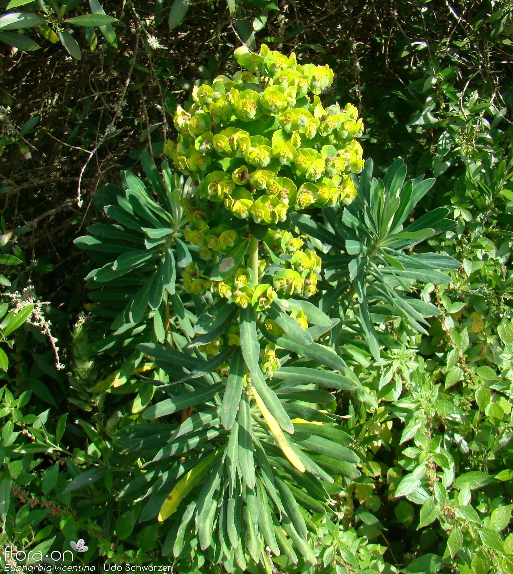 Euphorbia vincentina - Flor (geral) | Udo Schwarzer; CC BY-NC 4.0