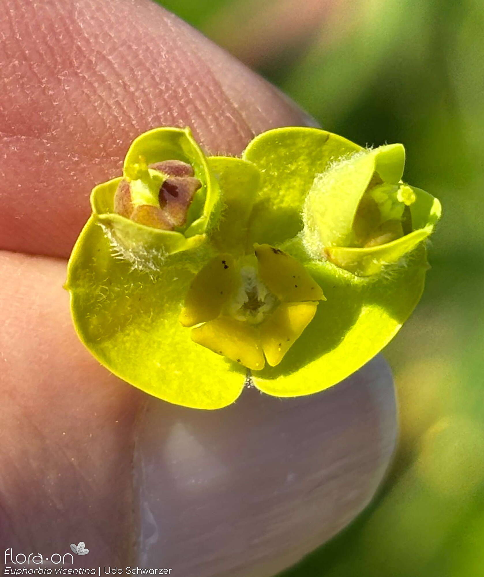 Euphorbia vincentina - Flor (close-up) | Udo Schwarzer; CC BY-NC 4.0