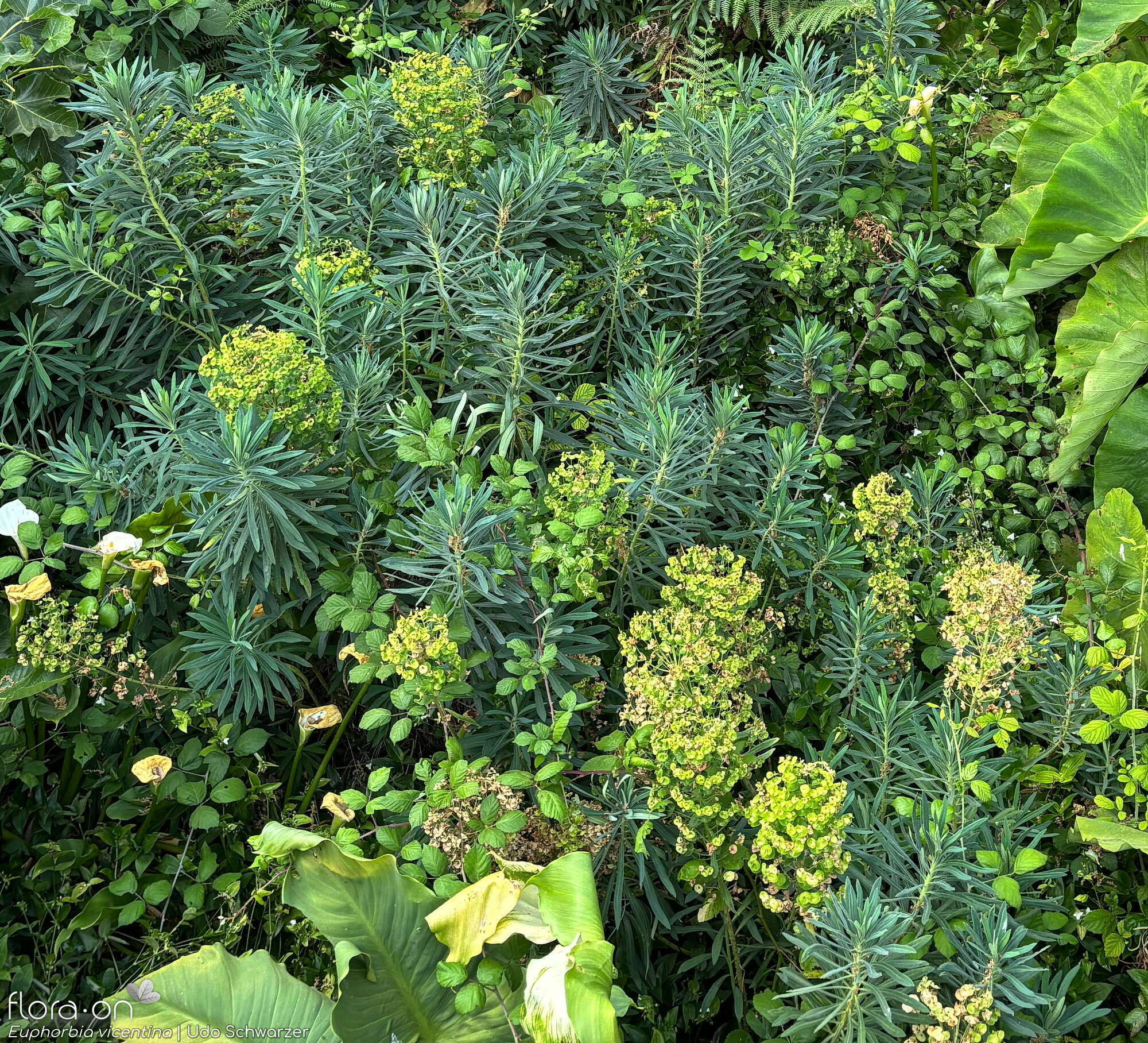 Euphorbia vincentina - Hábito | Udo Schwarzer; CC BY-NC 4.0