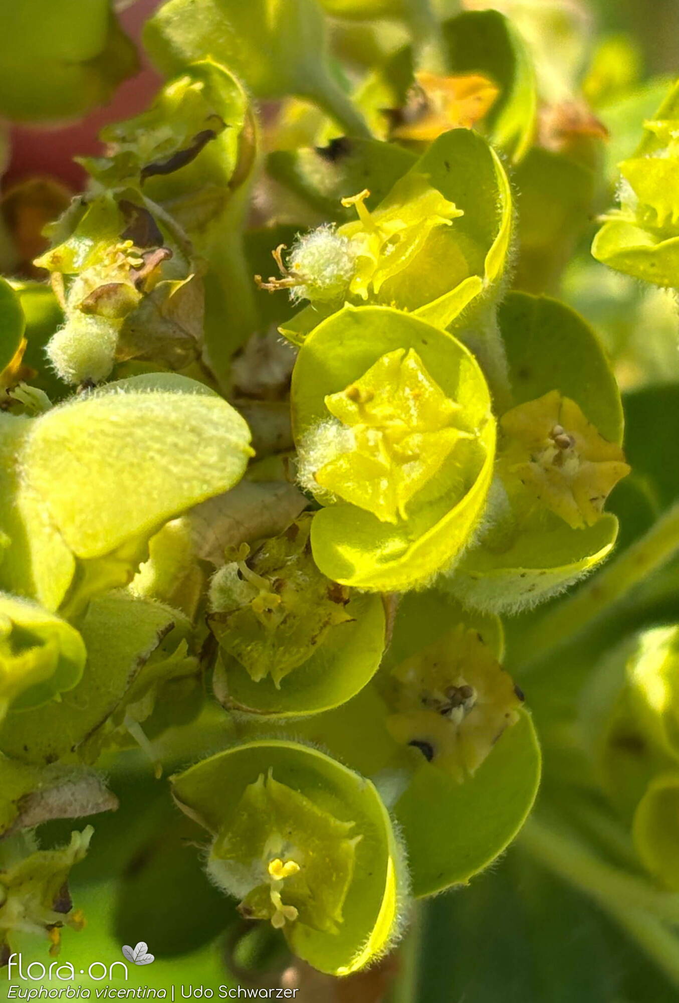 Euphorbia vincentina - Flor (close-up) | Udo Schwarzer; CC BY-NC 4.0