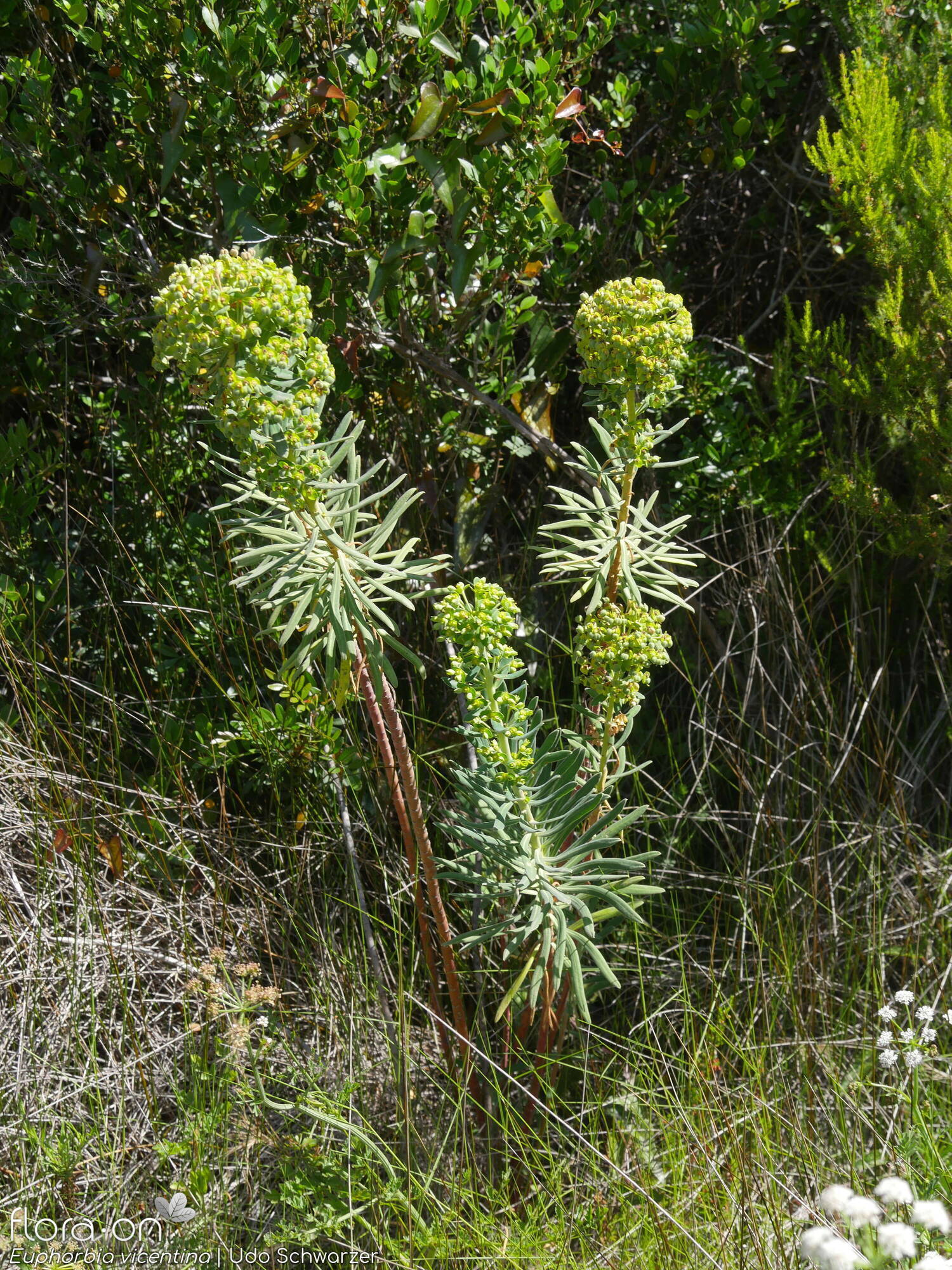 Euphorbia vincentina - Hábito | Udo Schwarzer; CC BY-NC 4.0