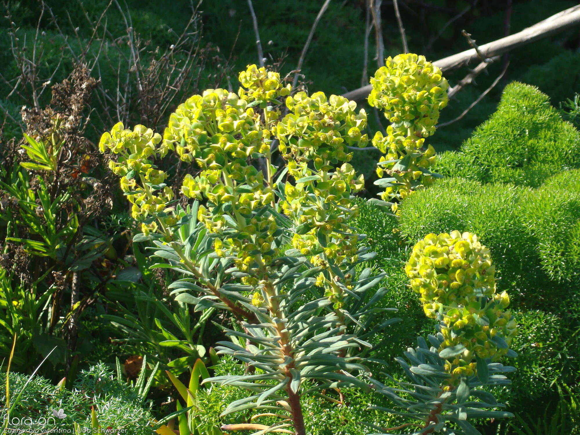 Euphorbia vincentina - Flor (geral) | Udo Schwarzer; CC BY-NC 4.0
