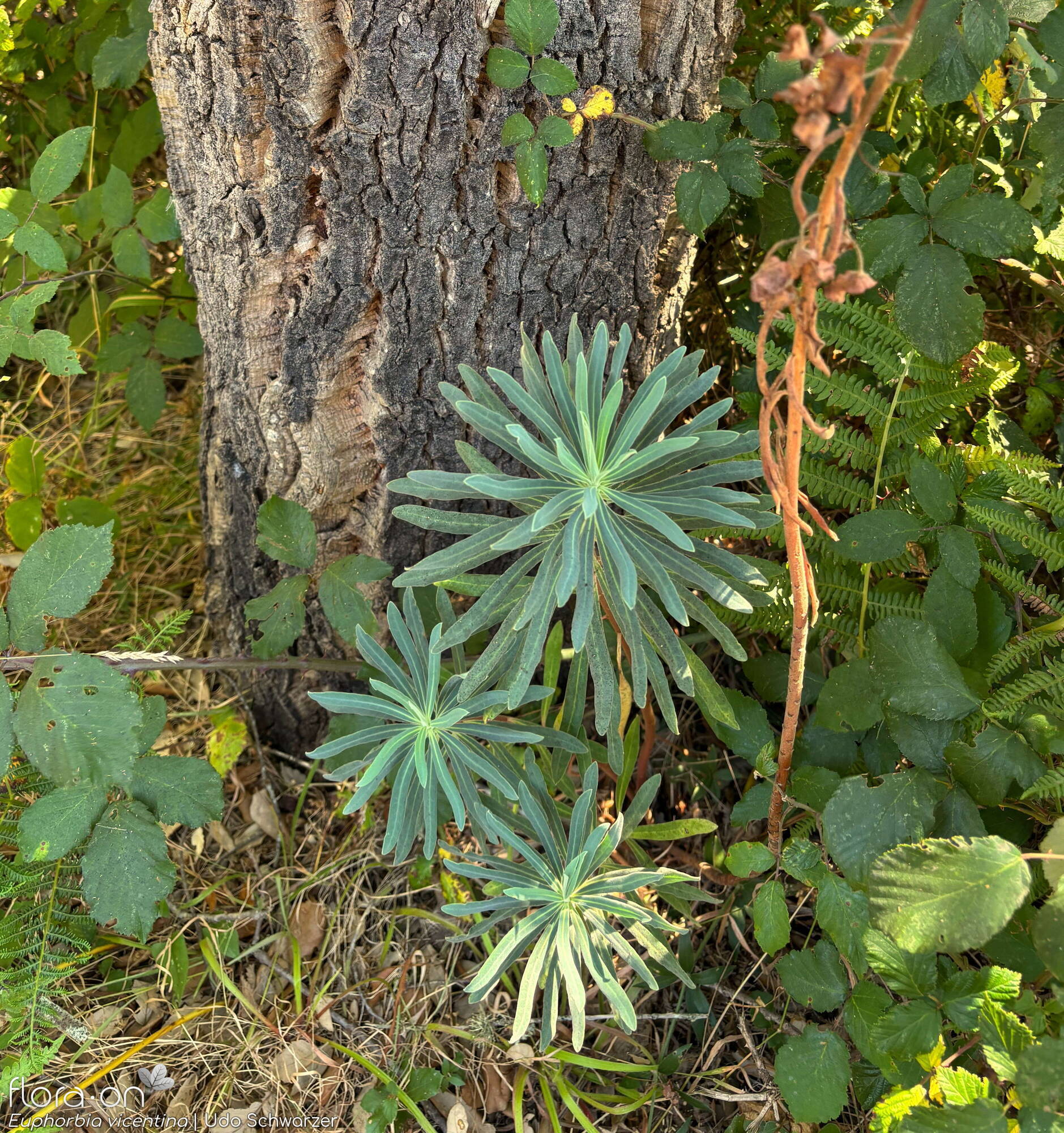 Euphorbia vincentina - Hábito | Udo Schwarzer; CC BY-NC 4.0