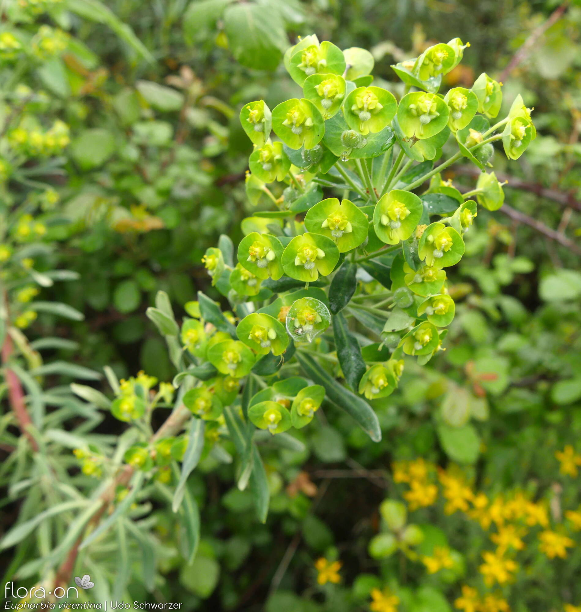 Euphorbia vincentina - Flor (geral) | Udo Schwarzer; CC BY-NC 4.0