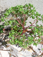 Euphorbiaceae