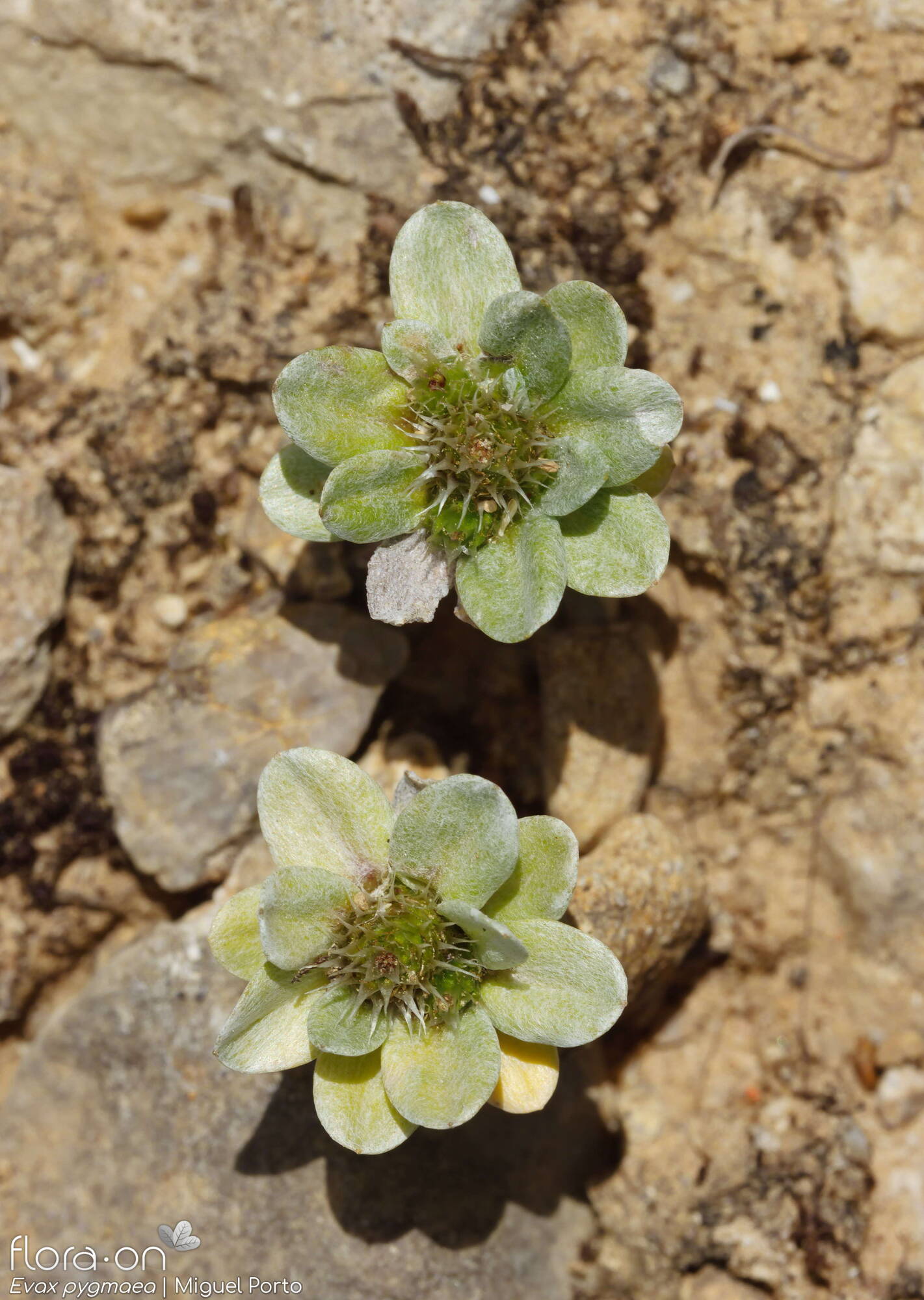 Evax pygmaea - Hábito | Miguel Porto; CC BY-NC 4.0