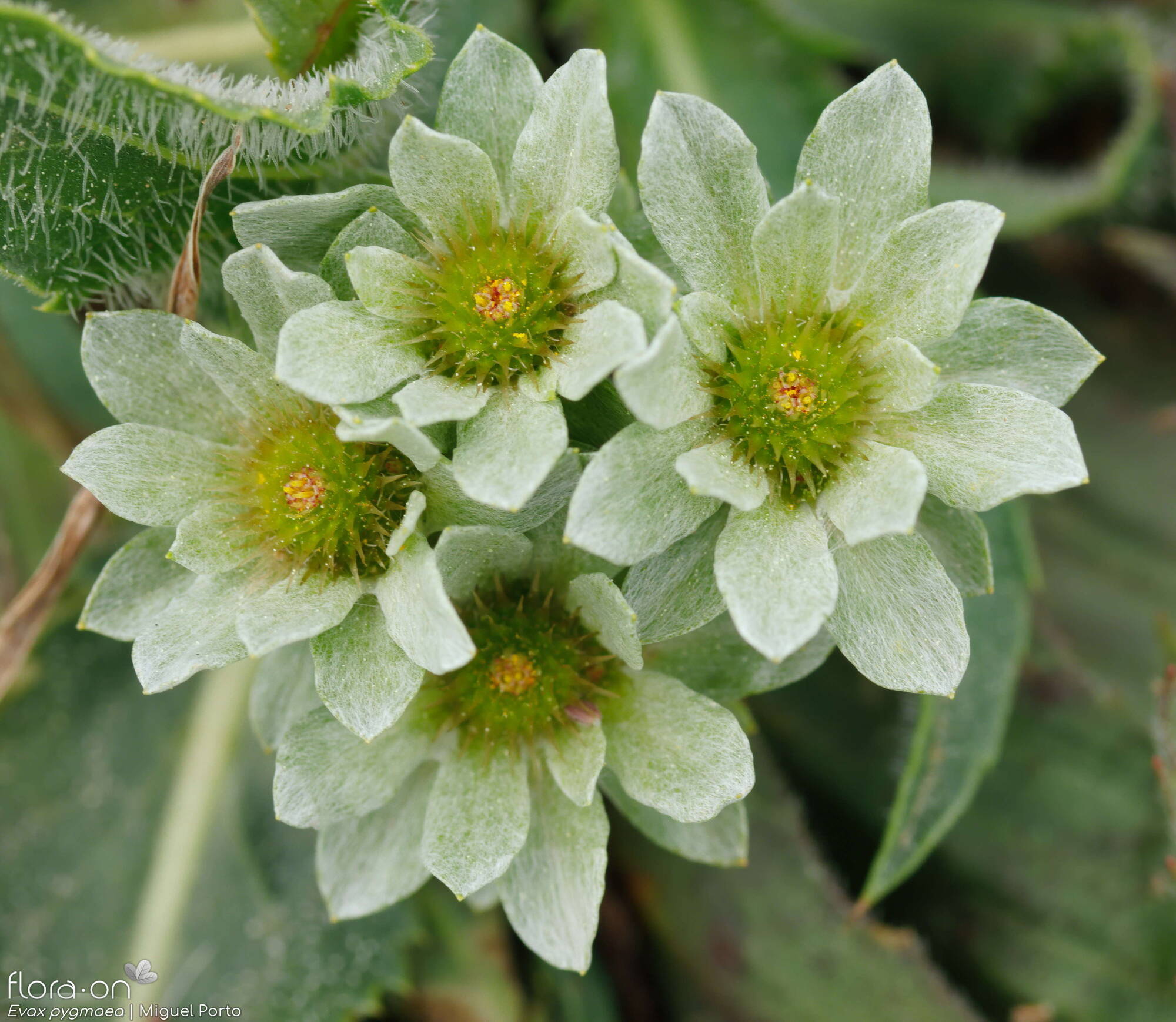 Evax pygmaea - Flor (geral) | Miguel Porto; CC BY-NC 4.0