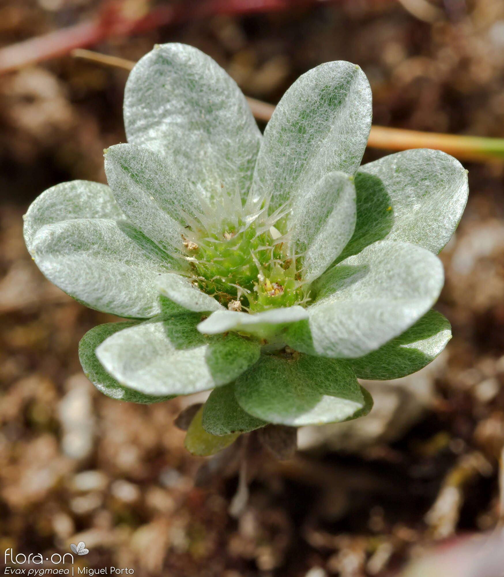 Evax pygmaea - Hábito | Miguel Porto; CC BY-NC 4.0