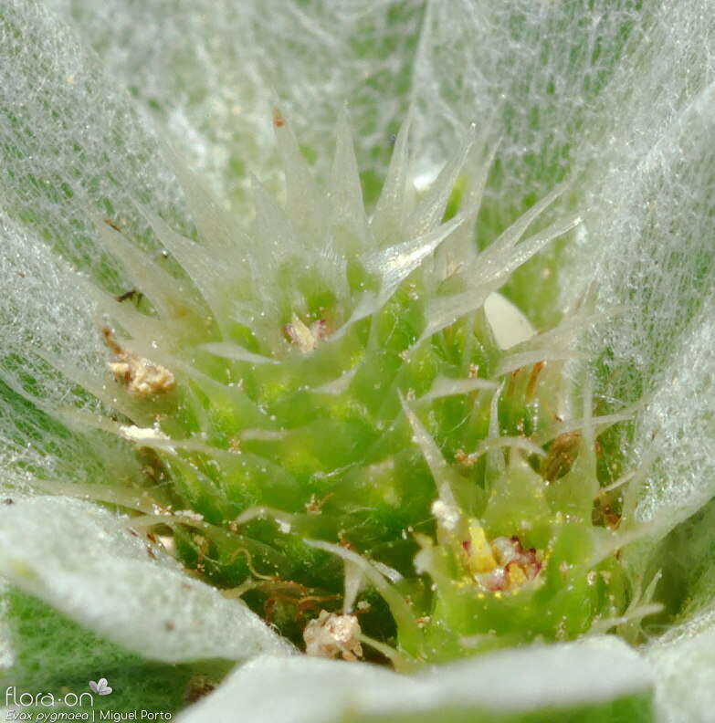 Evax pygmaea - Flor (close-up) | Miguel Porto; CC BY-NC 4.0