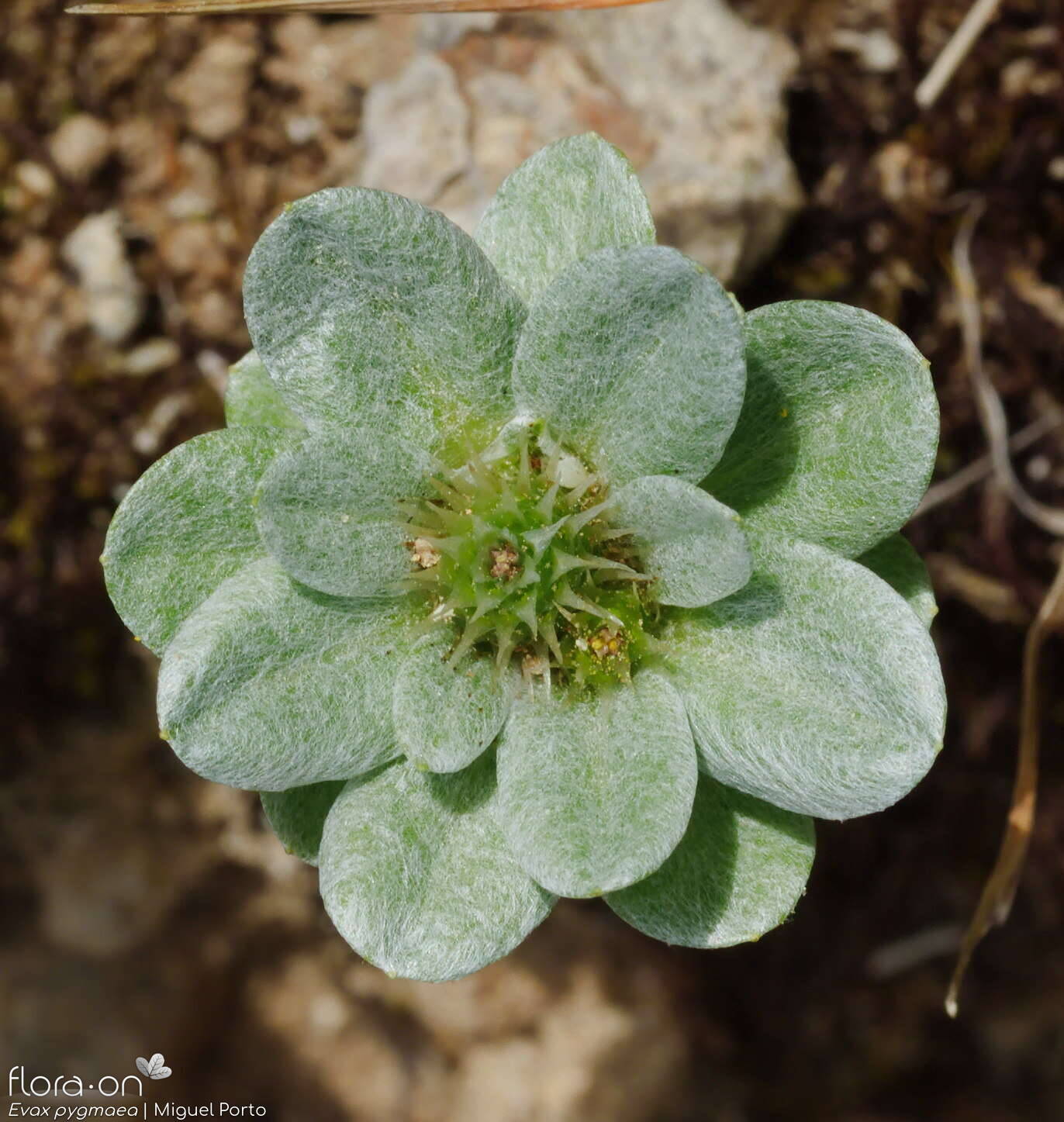 Evax pygmaea - Hábito | Miguel Porto; CC BY-NC 4.0