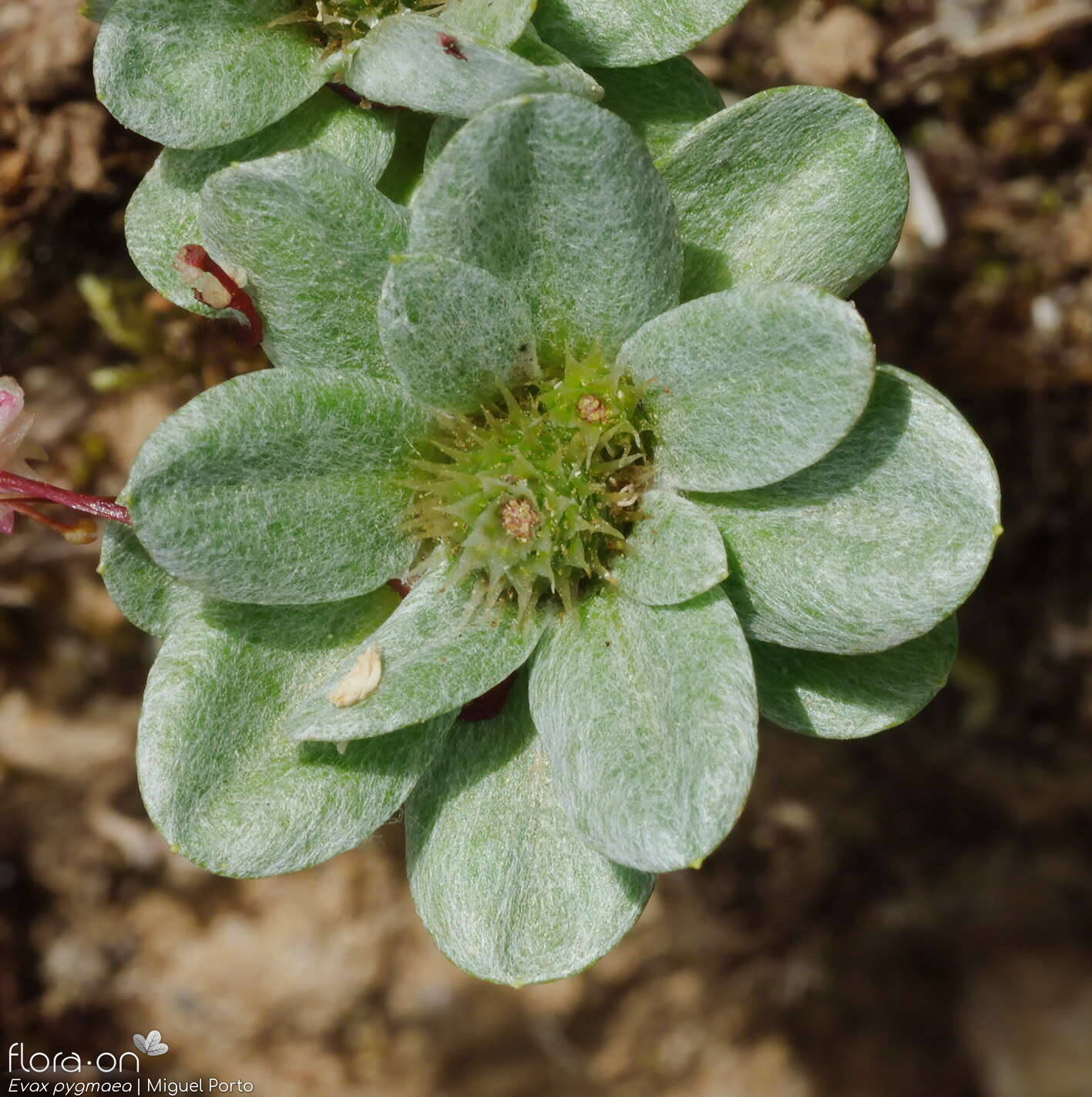 Evax pygmaea - Folha (geral) | Miguel Porto; CC BY-NC 4.0