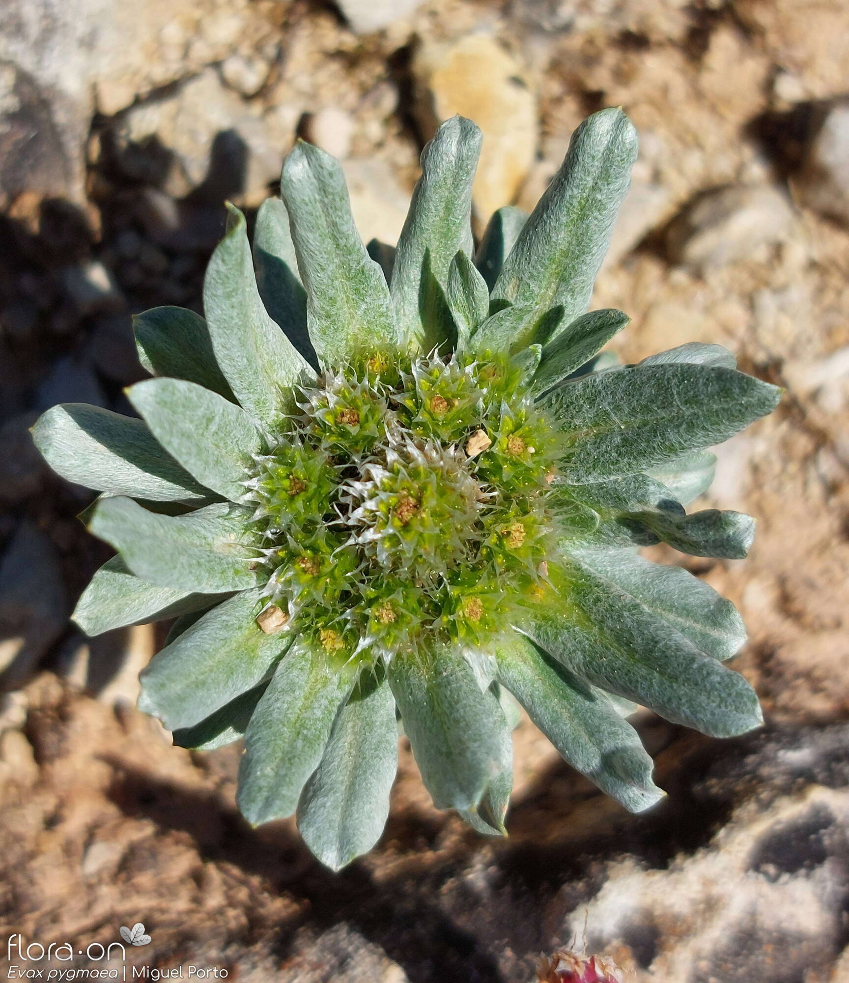 Evax pygmaea - Hábito | Miguel Porto; CC BY-NC 4.0