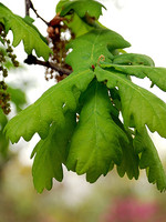 Fagaceae