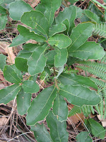 Fagaceae